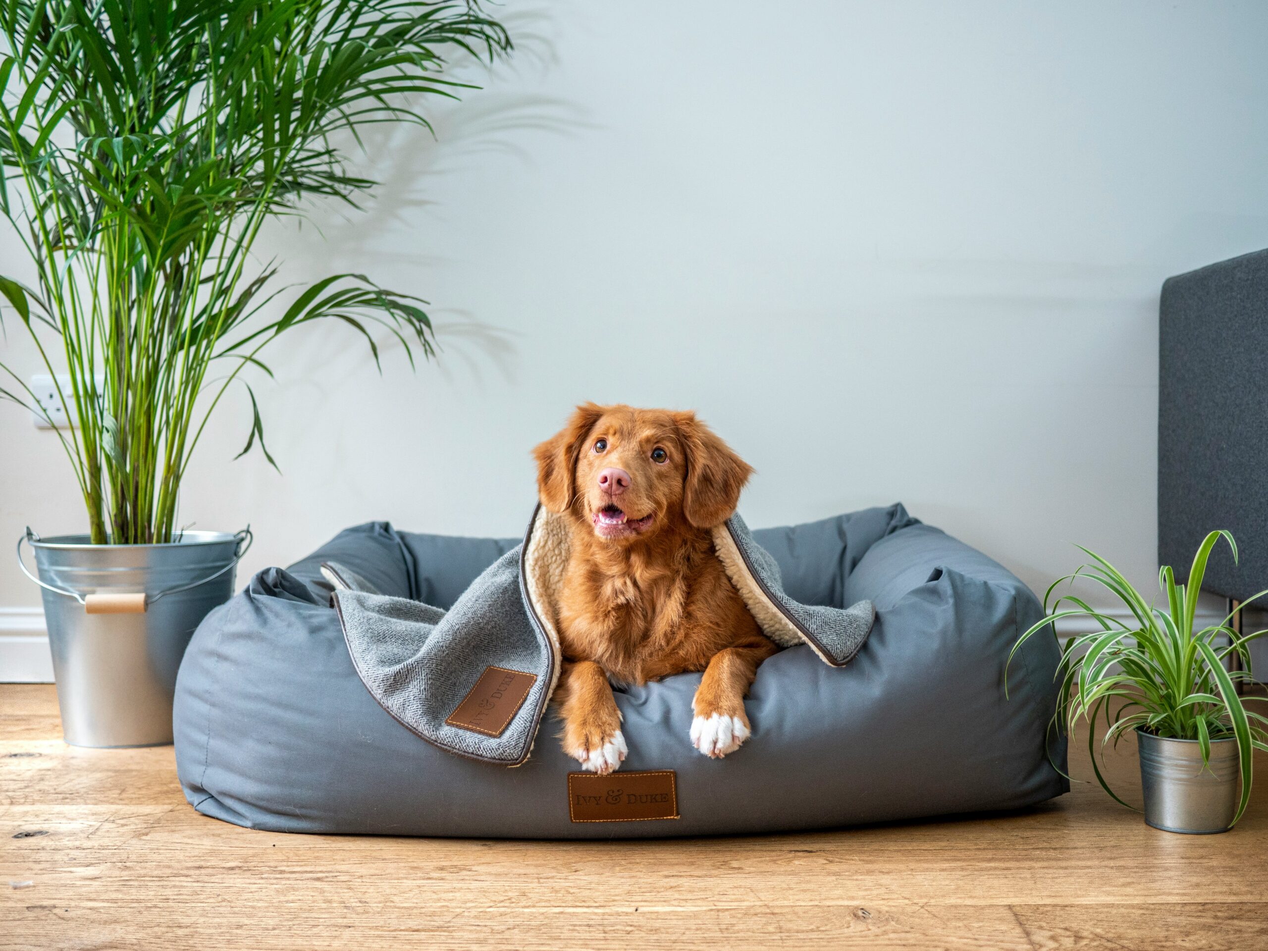 brown-short-coated-dog-on-gray-couch-scaled-1 Cuidados Essenciais para Cães que Moram em Apartamento